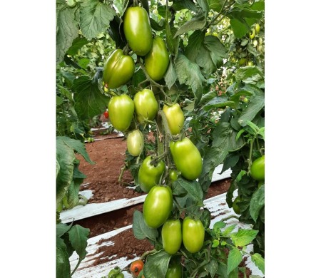 Pomodoro Verde oblungo siciliano 500 gr