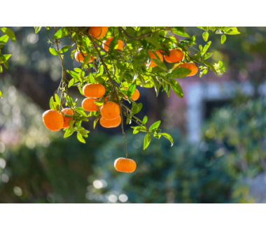 Mandarini Siciliani 3 kg